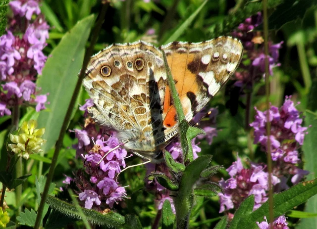Vanessa cardui - bogáncslepke
