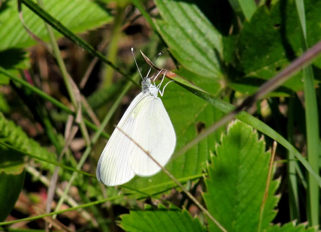 Leptidea sinapis - mustárlepke