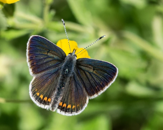 Aricia artaxerxes