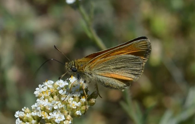 Thymelicus lineola - vonalas busalepke