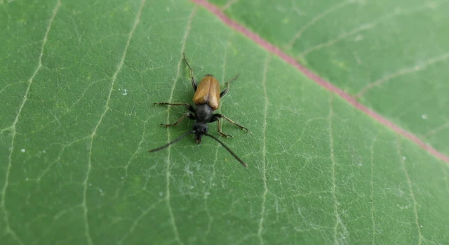 Pseudovadonia livida - barnás virágcincér