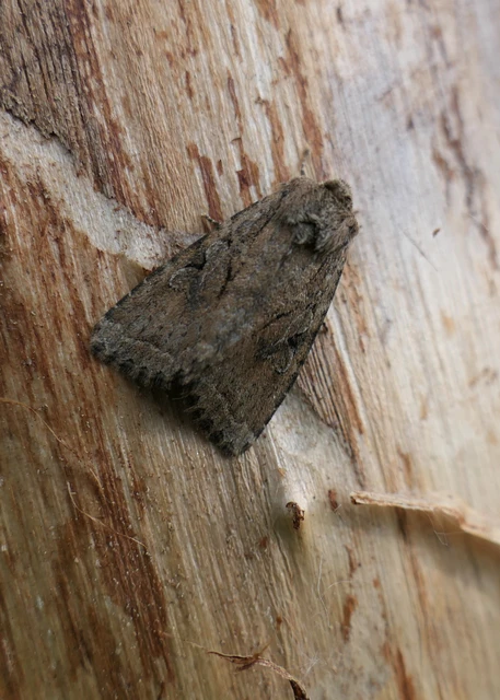 Apterogenum ypsillon - ipszilon-erdeibagoly