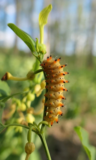 Zerynthia polyxena - farkasalmalepke