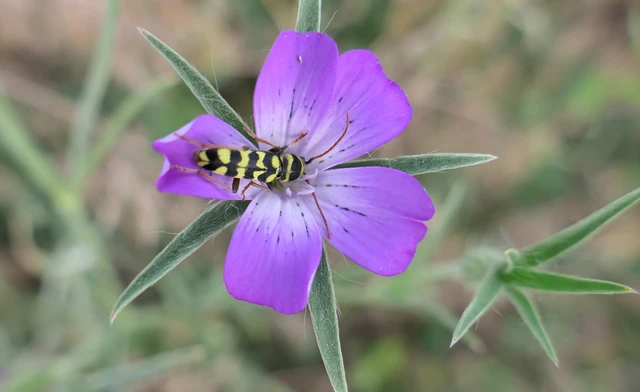 Echinocerus floralis - lucerna-darázscincér