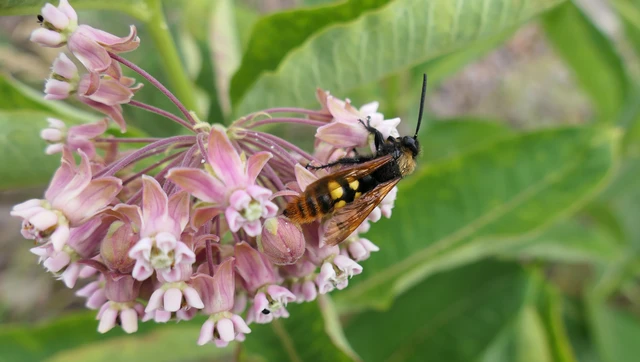Megascolia maculata - óriás-tőrösdarázs