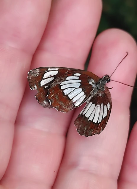 Neptis rivularis - nagy fehérsávoslepke