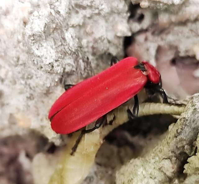 Pyrochroa coccinea - nagy bíborbogár