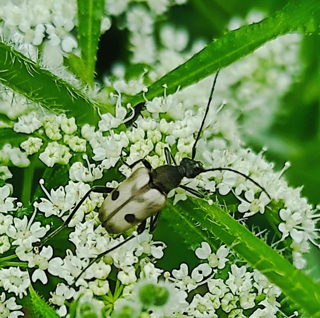 Pachytodes cerambyciformis - változékony virágcincér