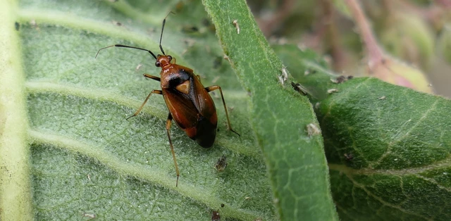 Deraeocoris ruber - vöröses mezeipoloska
