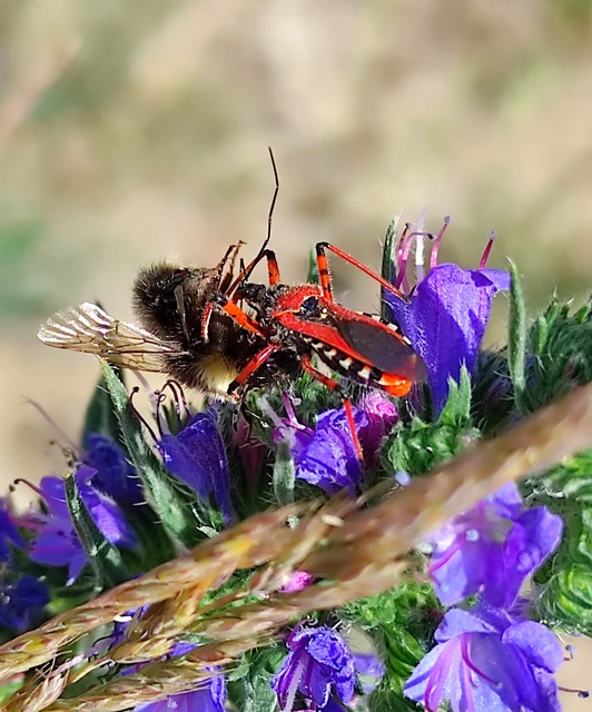 Rhynocoris iracundus - közönséges gyilkospoloska