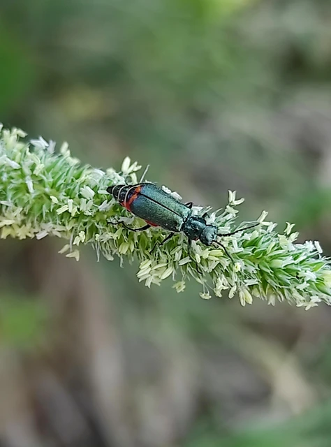 Melyridae - sziklaibogár-félék