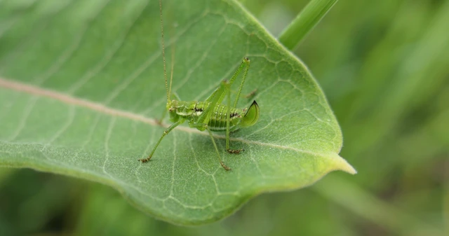 Leptophyes albovittata - közönséges virágszöcske