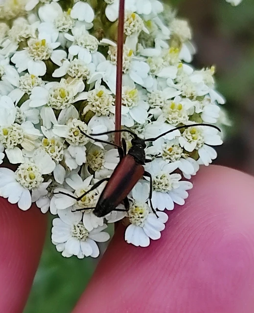 Stenurella melanura - feketevégű karcsúcincér