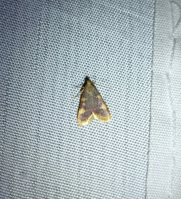 Hypsopygia costalis - szénailonca