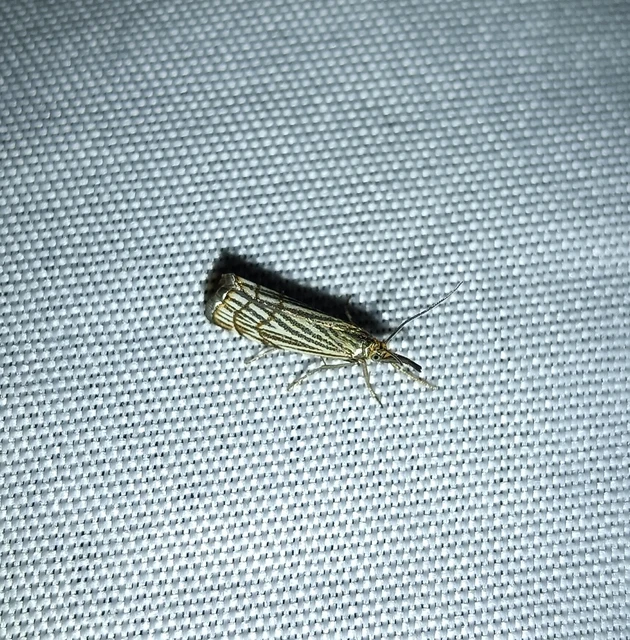 Chrysocramboides craterella - rácsos fűgyökérmoly
