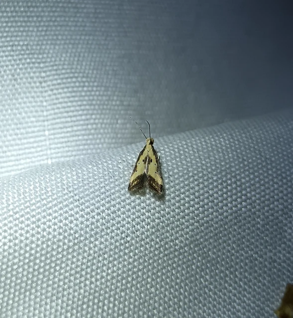 Brachmia dimidiella - citromkocsord-lápimoly