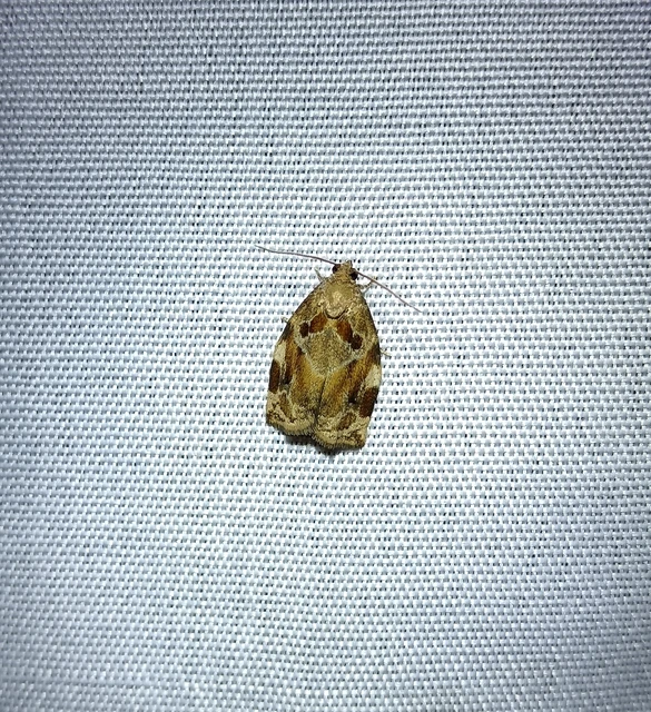 Archips xylosteana - kökényszövő sodrómoly
