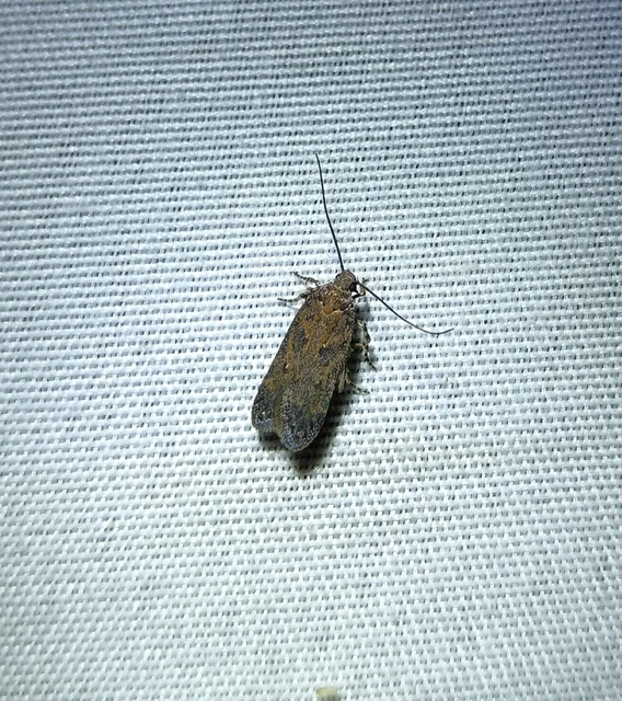 Chionodes distinctella - ürömszövő örvösmoly