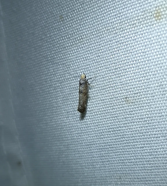 Swammerdamia pyrella - almalevél-tarkamoly