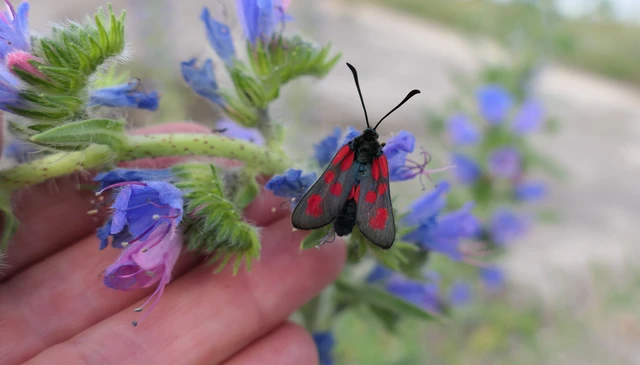Zygaena loti - közönséges csüngőlepke