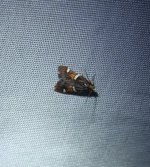 Pyralis regalis - pompás fényilonca