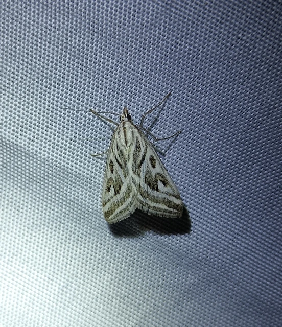 Loxostege aeruginalis - cifra tűzmoly