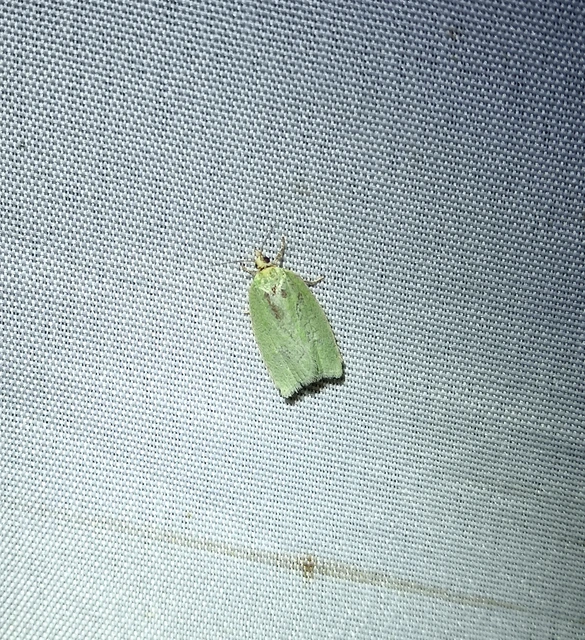 Tortrix viridana - tölgyilonca