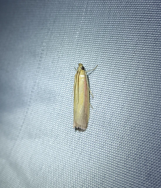 Oncocera semirubella - lucernamoly
