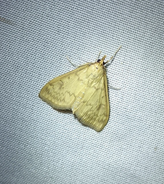 Ostrinia nubilalis - kukoricamoly