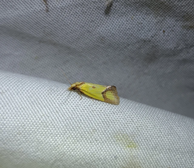 Agapeta zoegana - barnacsíkos sárgamoly