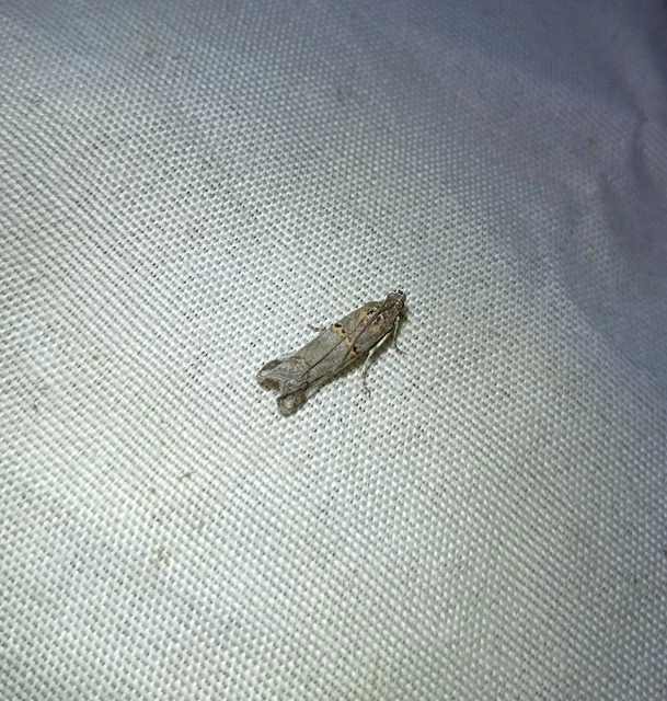 Pempelia compositella - ürömlevél-karcsúmoly
