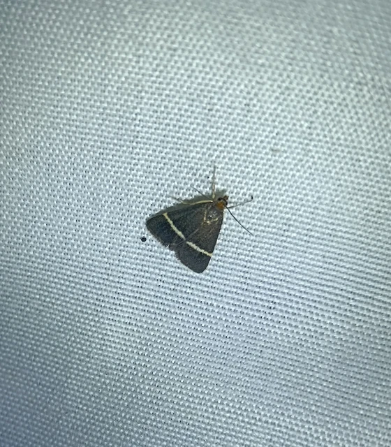 Pyrausta