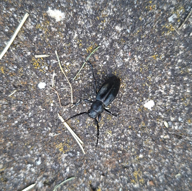 Dorcadion aethiops - fekete gyalogcincér Dorcadion aethiops - fekete gyalogcincér