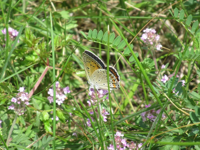 Lycaena alciphron - ibolyás tűzlepke