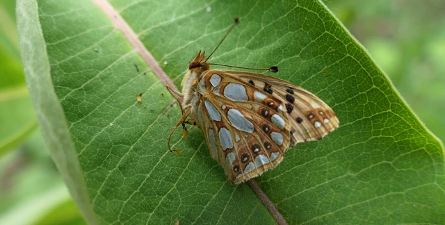 Issoria lathonia - közönséges gyöngyházlepke