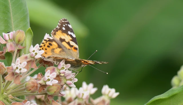 Vanessa cardui - bogáncslepke