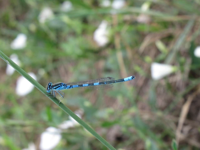Coenagrion scitulum - mediterrán légivadász
