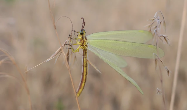 Myrmecaelurus trigrammus - hangyafarkas