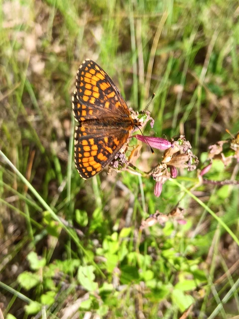 Melitaea athalia - közönséges tarkalepke
