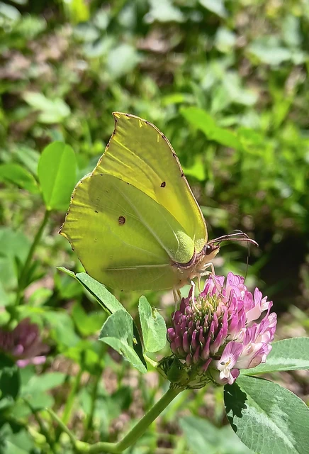 Gonepteryx rhamni - citromlepke