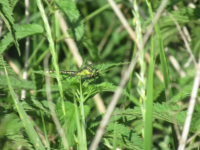 Gomphus vulgatissimus - feketelábú folyami-szitakötő Gomphus vulgatissimus - feketelábú folyami-szitakötő