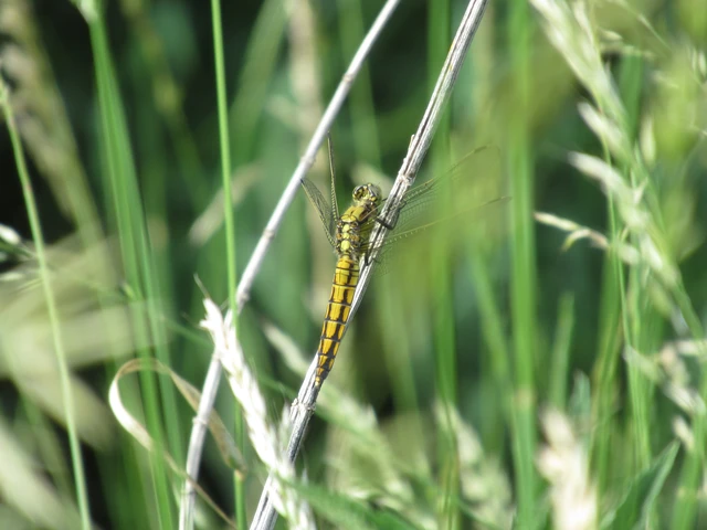 Orthetrum cancellatum - feketefarkú pásztorszitakötő