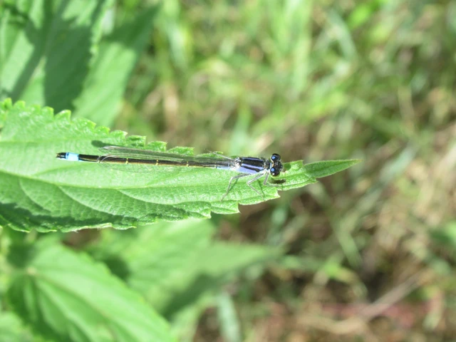 Ischnura elegans pontica - kéköves légivadász
