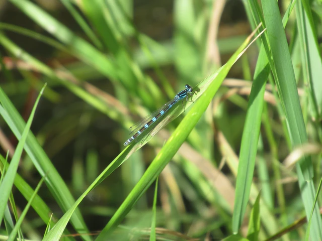 Coenagrion ornatum - díszes légivadász
