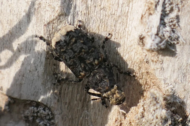 Platyrhinus resinosus - nagy orrosbogár