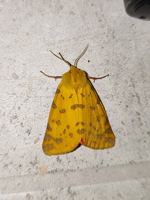 Rhyparia purpurata - bíborszínű medvelepke