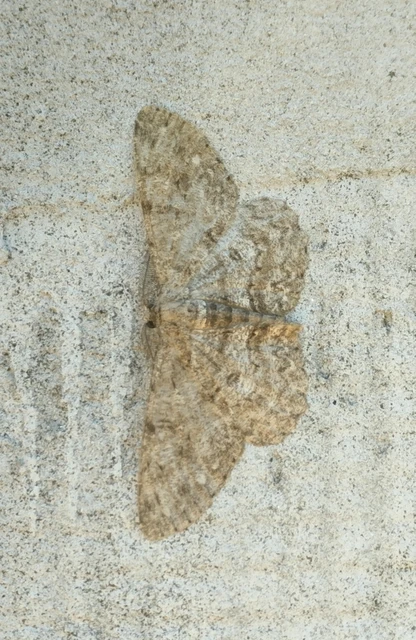 Hypomecis punctinalis - pettyes faaraszoló