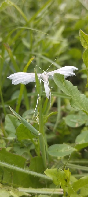 Pterophorus pentadactyla - fehér tollasmoly