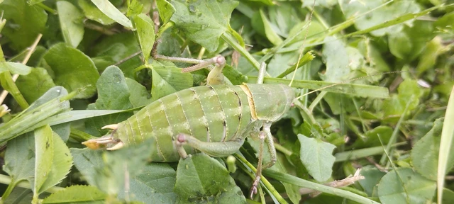 Polysarcus denticauda - fogasfarkú szöcske