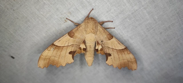Marumba quercus - tölgyfaszender